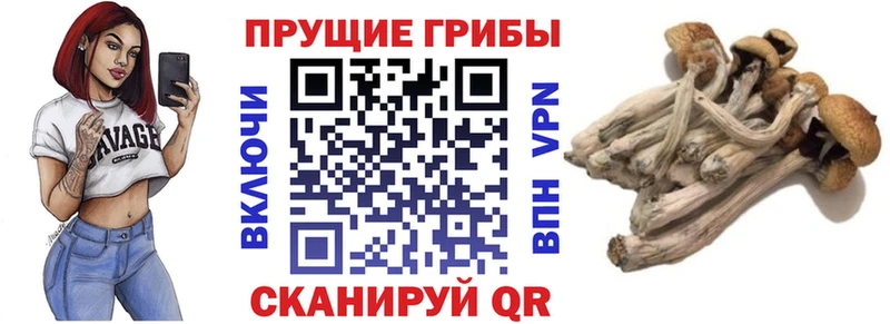 Галлюциногенные грибы Cubensis  Удомля 